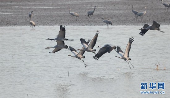 （圖文互動）（3）東洞庭湖迎來今年首批冬候鳥逾2萬隻